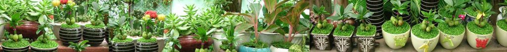 Kẹo lạc, Kẹo dồi lạc